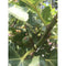 Vijgenboom - Ficus carica 150 - 175 cm (16 - 18 cm stamomtrek)