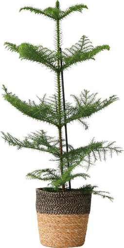 Plant in a Box - Araucaria Heterophylla - Inclusief mand - Norfolkden - Kamerden - Pot 17cm - Hoogte 50-60cm