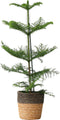 Plant in a Box - Araucaria Heterophylla - Inclusief mand - Norfolkden - Kamerden - Pot 17cm - Hoogte 50-60cm