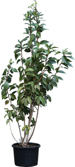 Gewone Japanse sierkers meerstammig | Prunus serr. Kanzan | Bomenbezorgd.nl