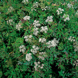 Oenanthe fistulosa Flamingo P9