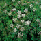 Oenanthe fistulosa Flamingo P9