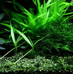 Eg helanthium bolivianum nr31