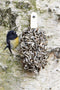 Desserts for Birds - Indian Summer