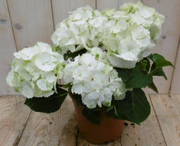 Hortensia Hydrangea Wit 30 - 40 cm 4 tot 6 bloemen