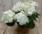 Hortensia Hydrangea Wit 30 - 40 cm 4 tot 6 bloemen