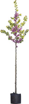 Gewone Judasboom | Cercis canadensis 6-8 cm 160-180 cm| Bomenbezorgd.nl
