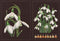 Thea Gouverneur - Borduurpakket met telpatroon - 446.05 - Voorgesorteerde DMC Garens - Sneeuwklokjes - Zwart Aida - 33 cm x 22 cm - DIY Kit