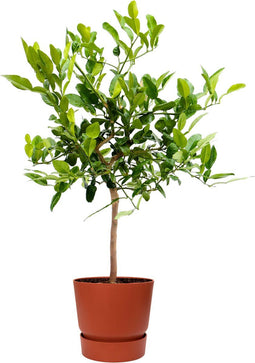 Citrus Hystrix in ELHO outdoor sierpot Greenville Rond (brique) ↨ 85cm - hoge kwaliteit planten