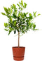 Citrus Hystrix in ELHO outdoor sierpot Greenville Rond (brique) ↨ 85cm - hoge kwaliteit planten