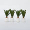 Plant in a Box - Set van 4 Cycas Revoluta - Varenpalm - Pot 15cm - Hoogte 45-60cm
