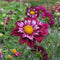 Plant in a Box - Dahlia 'Mary Evelyn' - set van 3 - zomerbloeiers - dahliaknollen - tuinbloemen - Rood/Wit/Geel
