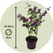 Plant in a Box - Callicarpa bodinieri 'Profusion' - struik - pot 19cm - hoogte 50-60cm