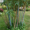 Plant in a Box - Fargesia papyrifera 'Blue Dragon' - Bamboe - Set van 3 - Pot 13cm - Hoogte 30-40cm