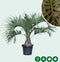 Geleipalm Butia capitata 110 cm