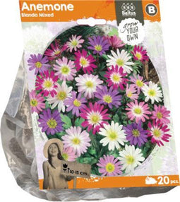 Anemone Blanda Mixed (Sp) per 20