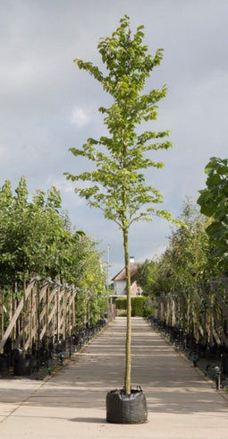 Ruwe iep | Ulmus glabra 14-18 cm | Bomenbezorgd.nl