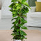 Plant in a Box - Epipremnum Scindapsus Aureum - klimop drakenboom kamerplant echt - Pot 21cm - Hoogte 80-90cm