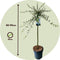 Plant in a Box - Salix repens 'Iona' - Zwitserse dwergwilg op stam - Boompjes - Potmaat 19 cm - Hoogte 80-90 cm - Zilvergroen