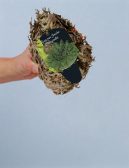 3 stuks Roos van Jericho Selaginella (Steeketiket) bloembollen Baltus