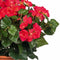 Donkerroze Begonia kunstplant met bloemen 37 cm in terracotta pot - Kunstplanten/nepplanten - Voor binnen
