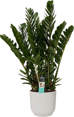 Decorum Zamioculcas in Elho Vibes Fold Rond sierpot (zijdewit) - Duynplant - Groene plant- Hoogte 90 cm