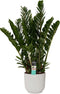 Decorum Zamioculcas in Elho Vibes Fold Rond sierpot (zijdewit) - Duynplant - Groene plant- Hoogte 90 cm