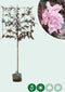 Rode Japanse sierkers leiboom 180 cm | Prunus serrulata 'Royal Burgundy' 180 cm| Bomenbezorgd.nl