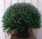 Chrysant Roze GROOT