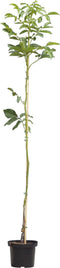 Walnotenboom 'Buccaneer' | Juglans regia 'Buccaneer' 2-4 cm | Bomenbezorgd.nl