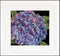 Thea Gouverneur - Borduurpakket met telpatroon - 497A - Voorgesorteerde DMC Garens - Hortensia - Aida - 15 cm x 14 cm - DIY Kit
