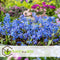 Plant in a Box - Scilla Siberica - Bloembollen x50 - Oosterse sterhyacint - Blauw - Goed voor vlinders