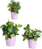 Pottenset Lila Klei (6 Stuks)