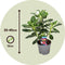 Plant in a Box - Adenium Obesum - Witte Woestijnroos - Mooie bloemen en frisgroen blad - Pot 13cm - Hoogte 30-40cm