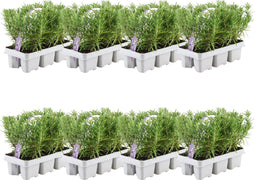 Plants by Frank - 48 Rozemarijnplant - Vaste planten - Tuinplanten - 48 x Ø7 cm - 25 cm - Rosmarinus offincalis winterhard - Geurhaag - Vers geleverd door de kweker