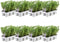 Plants by Frank - 48 Rozemarijnplant - Vaste planten - Tuinplanten - 48 x Ø7 cm - 25 cm - Rosmarinus offincalis winterhard - Geurhaag - Vers geleverd door de kweker