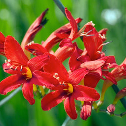 Plant in a Box - Crocosmia 'Lucifer' Montbretia - set van 50 - Knollen - Tuinbloemen - Rood - Volgroeide hoogte: 70 cm