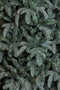 Triumph Tree kunstkerstboom deluxe abies nordmann maat in cm: 230 x 160 forest blue - FOREST BLUE
