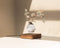 LYFE Planter – Zwevende plant – Walnoot hout