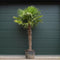 Chinese waaierpalm - Trachycarpus Fortunei 170 cm stamhoogte