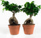 Hellogreen Kamerplanten - Set van 2 - Ficus Gin Seng - ↕ 40 cm
