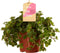 Sedum makinoi