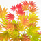 Plant in a Box - Acer palmatum 'Moonrise' - Japanse esdoorn Winterhard - Pot 19cm - Hoogte 40-50cm