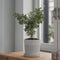 Plant in a Box - Eucalyptus Botanic Hearts - Set van 2 - Eucalyptusstruik - Tuinplant - Pot 19cm - Hoogte 40-50cm