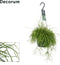 Goed & Groen - Rhipsalis Cassutha - ↨ 40cm - Potmaat 17 - Exclusieve Kwaliteit Planten - Kamer Plant - Kamerplanten - Sfeer - Interieur
