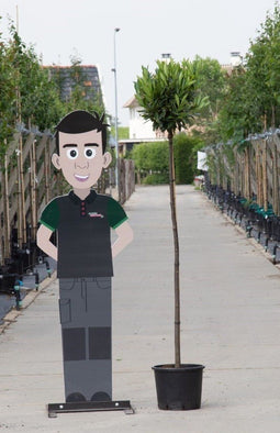 Bol laurier Otto Luyken 150 cm stamhoogte | Prunus l. 'Otto Luyken' 4-6 cm 150 cm| Bomenbezorgd.nl