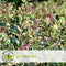 Plant in a Box - Ilex Argentea Marginata - Set van 2 - Groenblijvende tuinplant - kleur uw herfst- en wintertuin - Pot 17cm - Hoogte 25-35cm