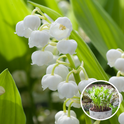 Lelietje-van-dalen - Set van 10 - Convallaria 'Majalis' - Bloembollen - Wit - Convallaria Majalis x10