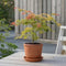 Plant in a Box - Acer palmatum 'Moonrise' - Japanse esdoorn Winterhard - Mix van kleuren - Pot 19cm - Hoogte 80-90cm