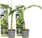Plant in a Box - Musa Basjoo - Set van 2 - Winterharde bananenplanten - Tuinbanaan - Pot 9cm - Hoogte 25-40cm